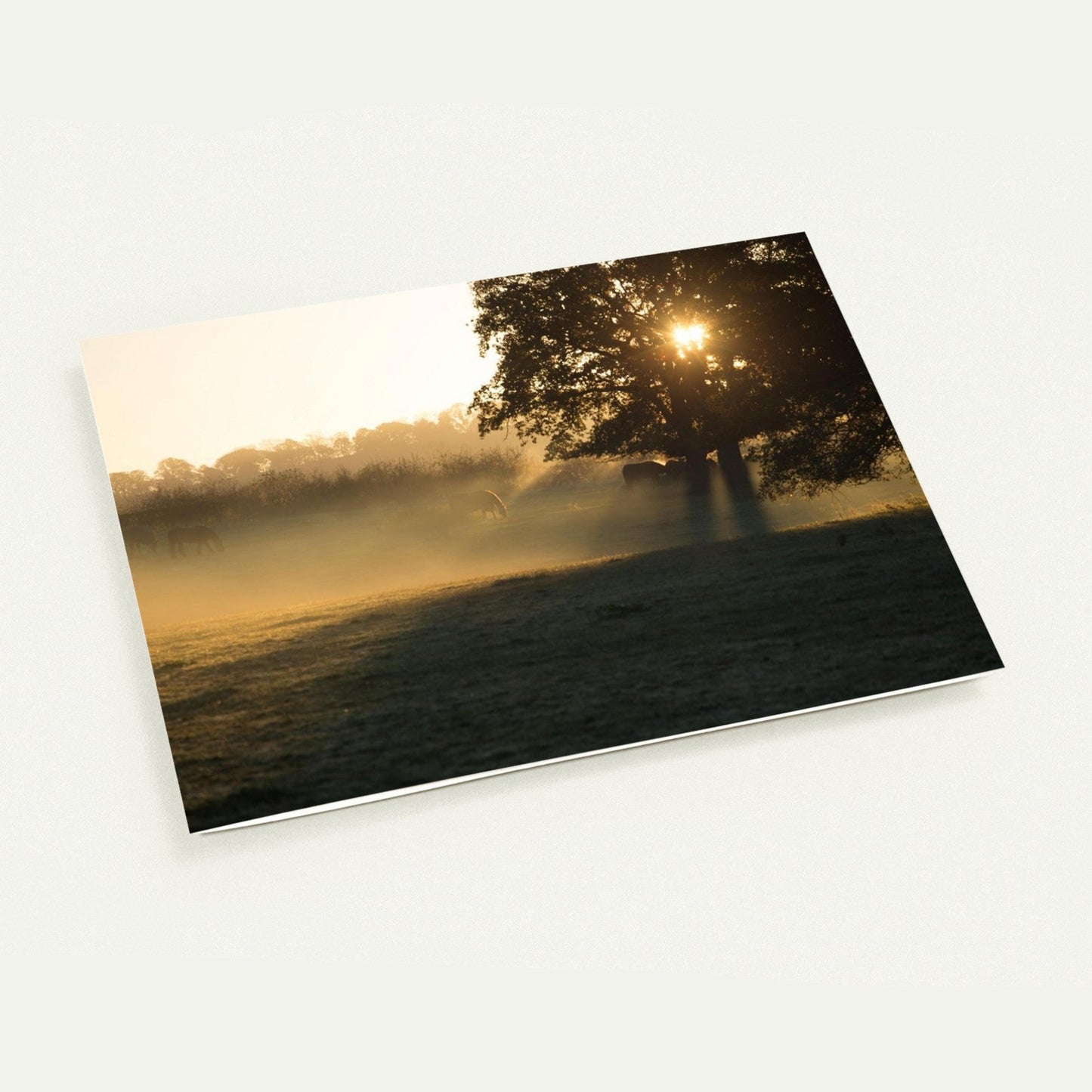 98e1f896-d3df-4041-af4f-4415223c32f4